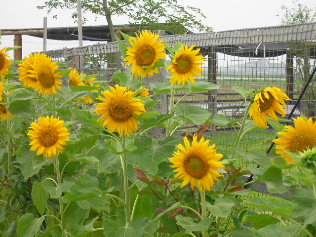 今年の夏は、ひまわりが満開でした。