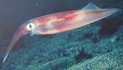 ���񂳂�����