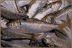 ���̂���