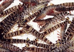 ����܂���