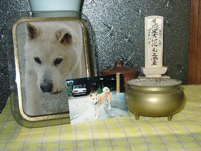 花丸1
