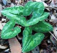 �J���A�I�C