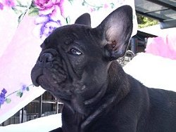 �W�����B�����Q��������������̂P���B