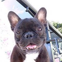 �����Y�A���z���ӂ�܂��̐}