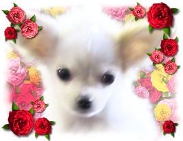 �Ŕ��̃~���g�ł��B